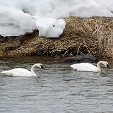 Trumpeter-Swans-3