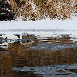 Trumpeter-Swans-4