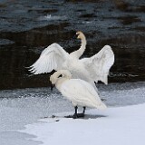 Trumpeter-Swans