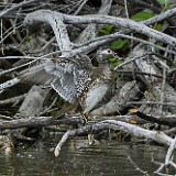 Wood-duck-1