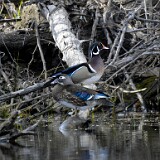 Wood-ducks-1