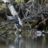 Wood-ducks