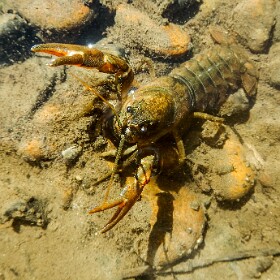 Mollusks and Crustaceans