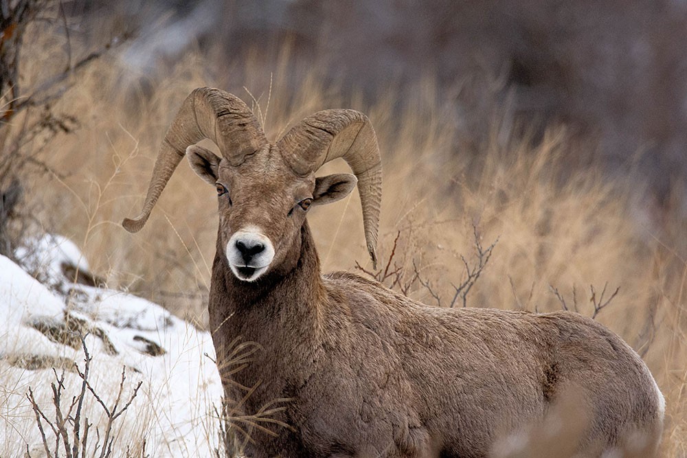Bighorn Ram