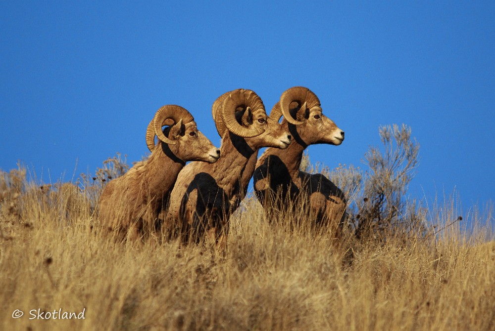 Late afternoon March