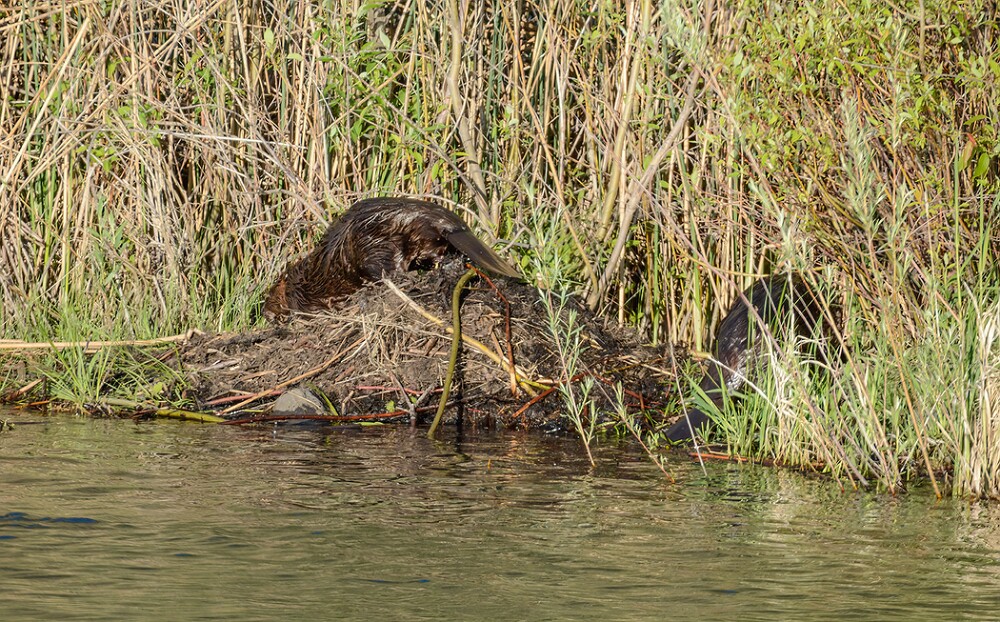 Beaver-1