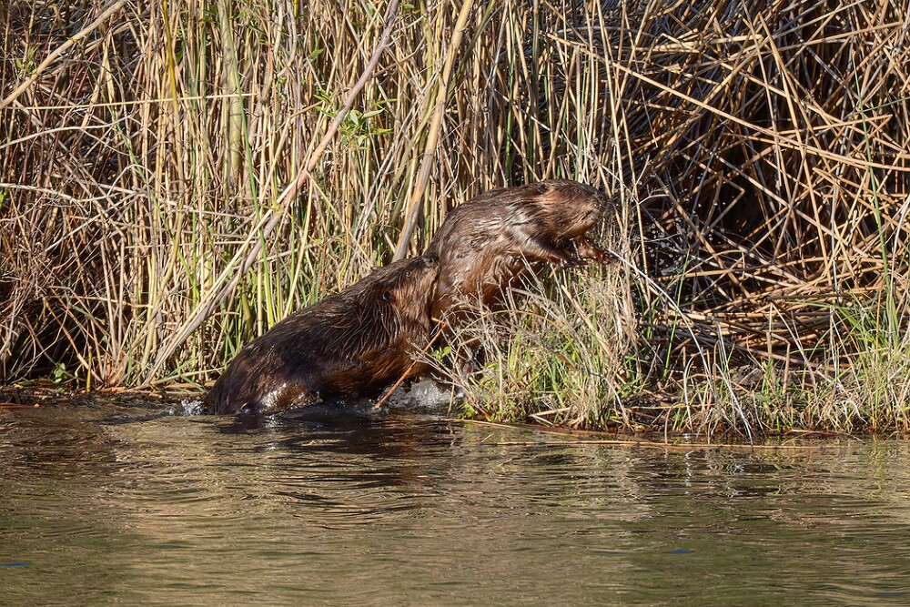 Beaver-2