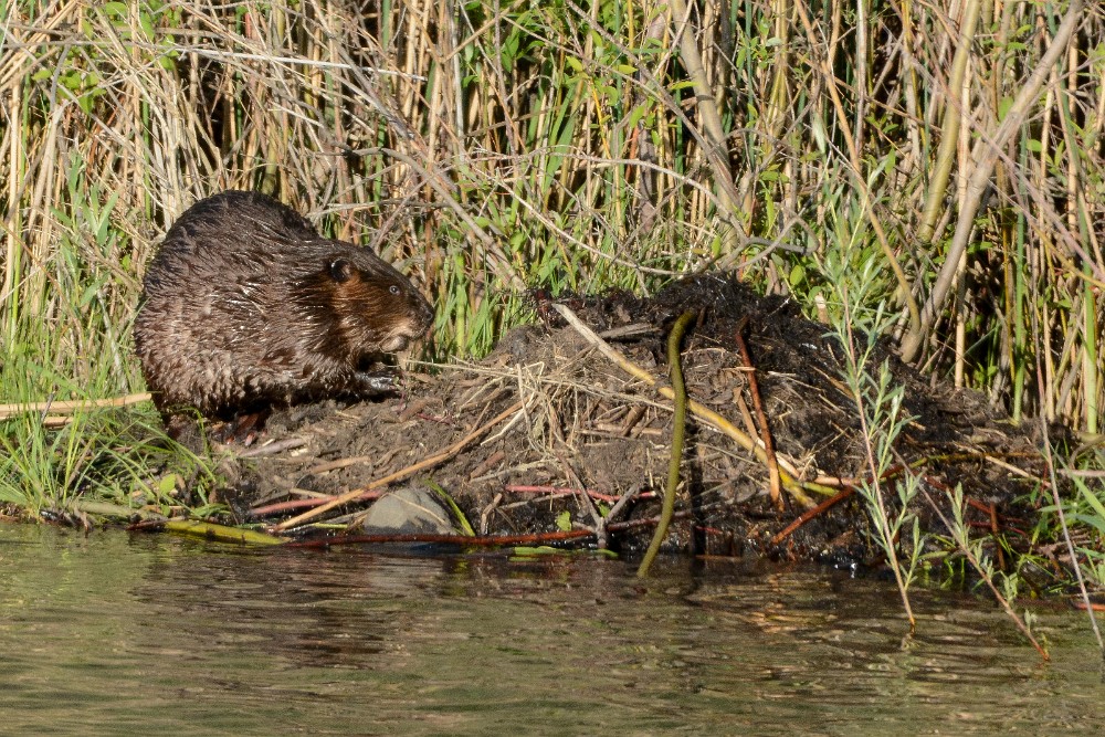 Beaver