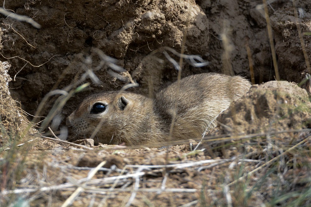 Piute Ground Squirrel