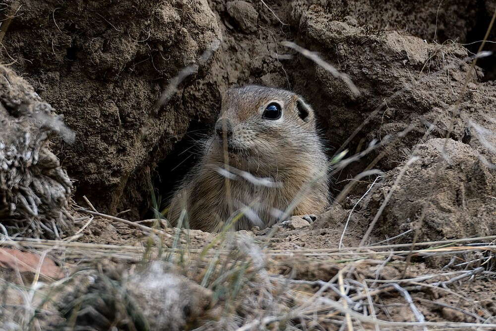 Piute-Ground-Squirrel-1