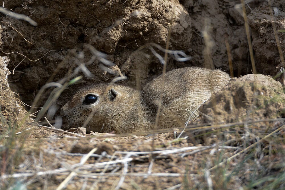 Piute-Ground-Squirrel