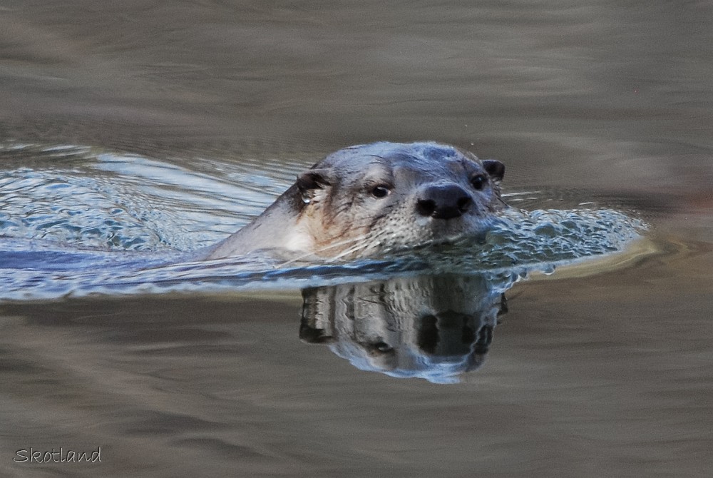 River Otter