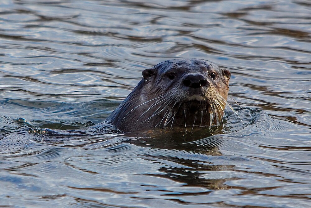 River-Otter-1