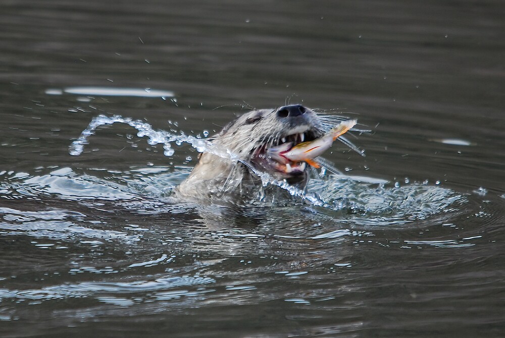 River-Otter-2