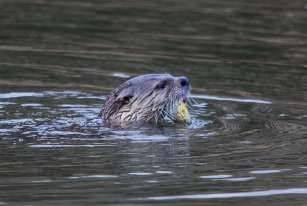 River-Otter-3