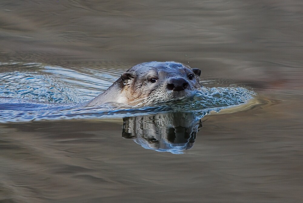 River-Otter