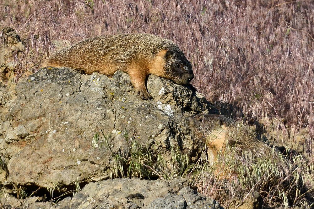 Yellow-bellied marmots