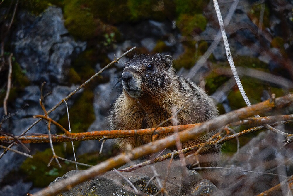Yellow-bellied-marmot