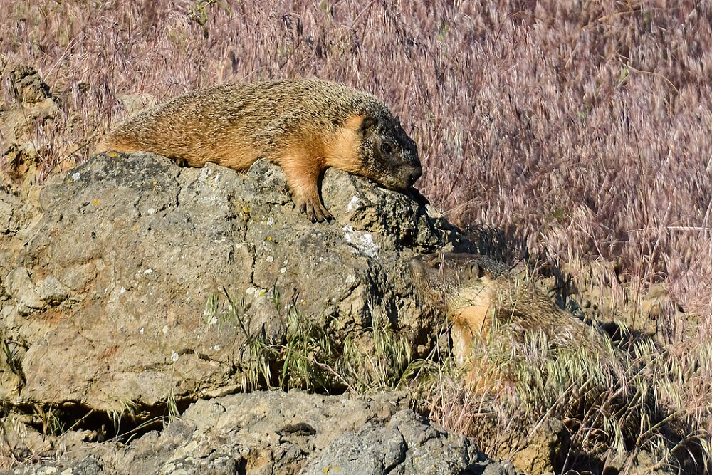 Yellow-bellied-marmots