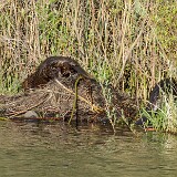 Beaver-1