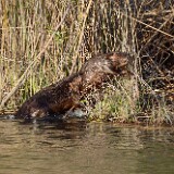 Beaver-2