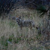 Coyote-1