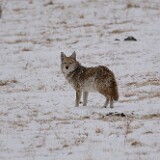 Coyote