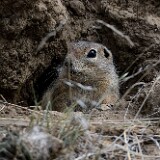 Piute-Ground-Squirrel-1