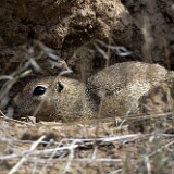 Piute-Ground-Squirrel