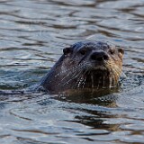 River-Otter-1