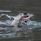 River-Otter-2