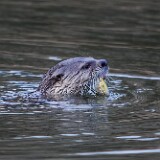 River-Otter-3