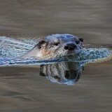 River-Otter