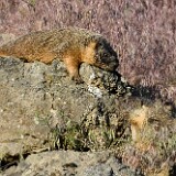 Yellow-bellied marmots