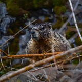 Yellow-bellied-marmot