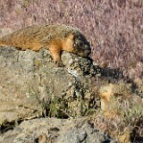 Yellow-bellied-marmots