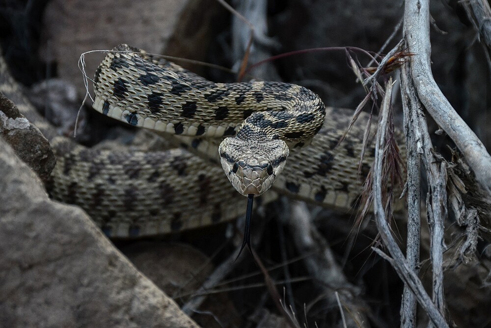 Bullsnake-2
