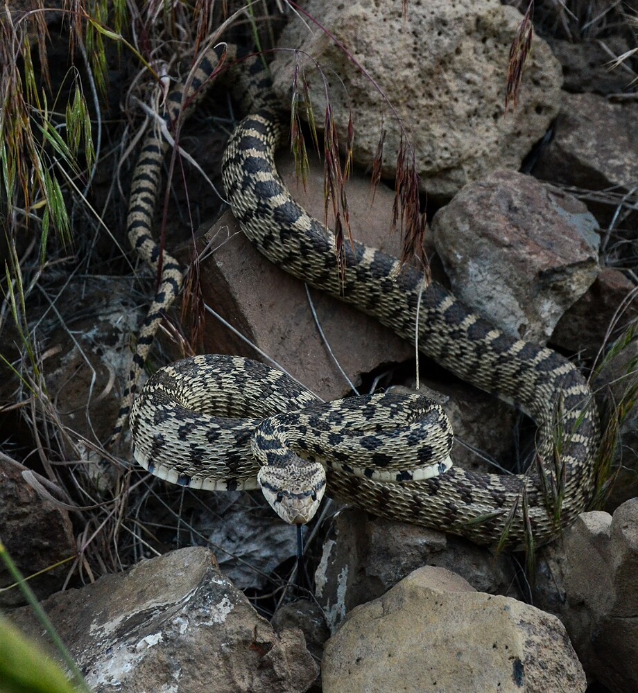 Bullsnake-3