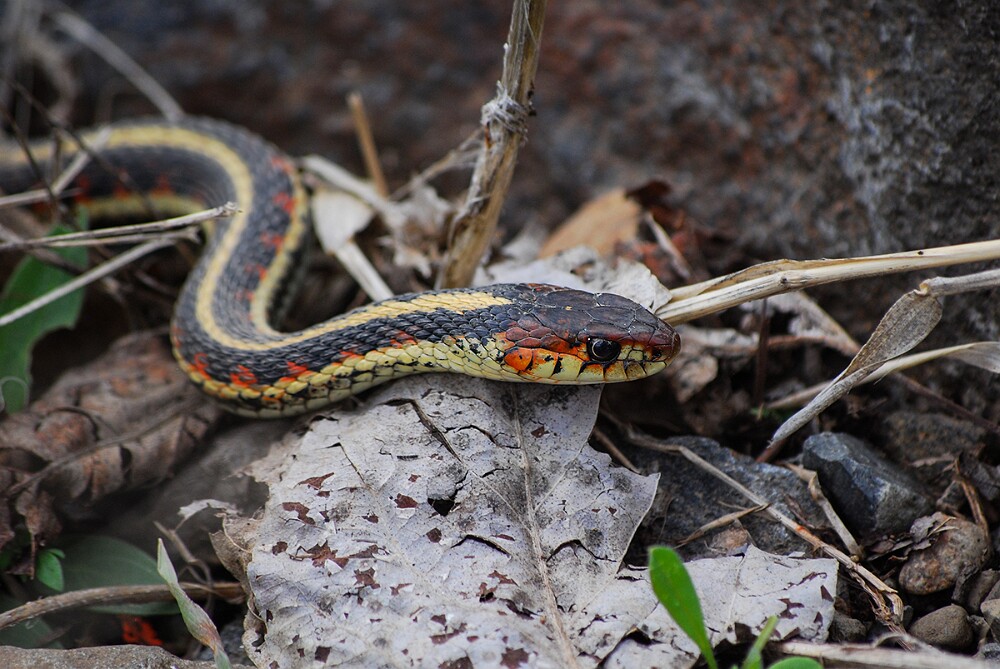 Garter Snake-2