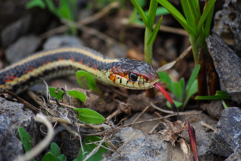 Garter Snake-3