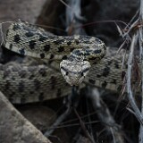 Bullsnake-2