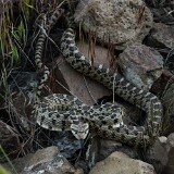 Bullsnake-3