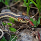 Garter Snake-3